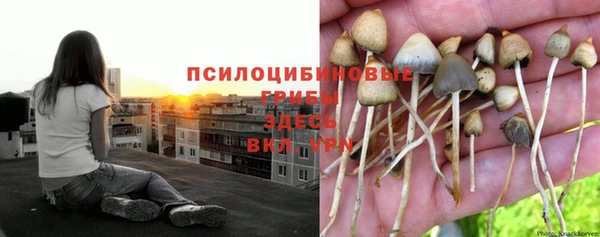 крисы Богданович
